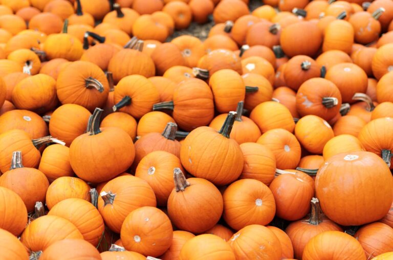 Pumpkins, A Versatile Fruit Pumpkins, A Versatile Fruit